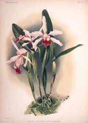 Cattleya × elegans, Synonym: Laelia × elegans var. schilleriana